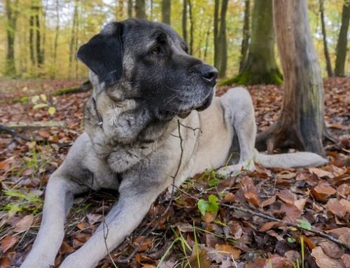 Wildernde Hunde: AfD-Fraktion fordert mehr Einsatz für Tier- und Artenschutz
